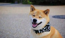 柴犬男星爆料视频大全,娱乐圈幕后故事全收录